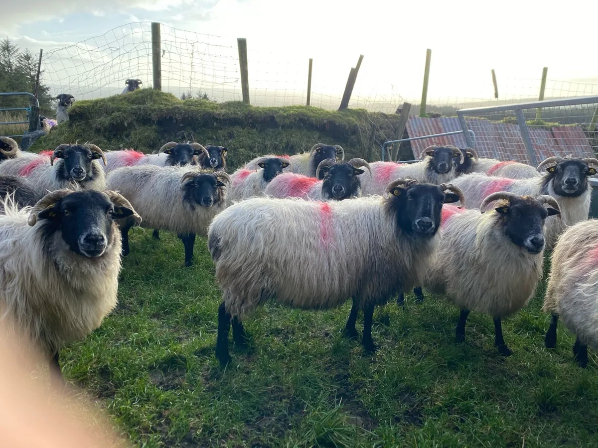 Mayo Blackface ewes - Image 2