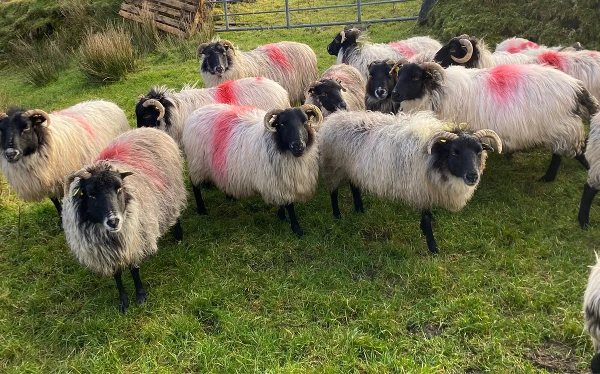 Mayo Blackface ewes - Image 1