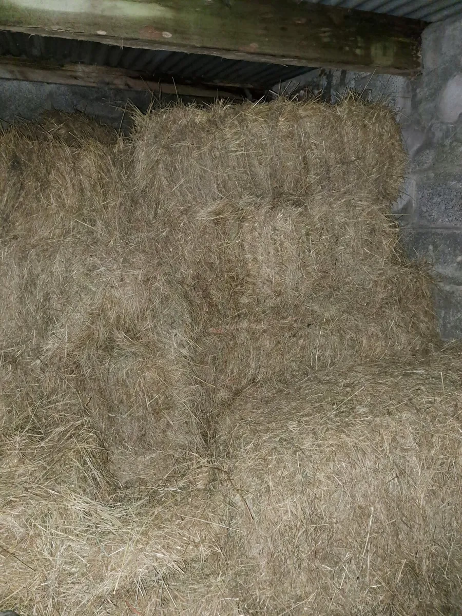 Hay - Image 1