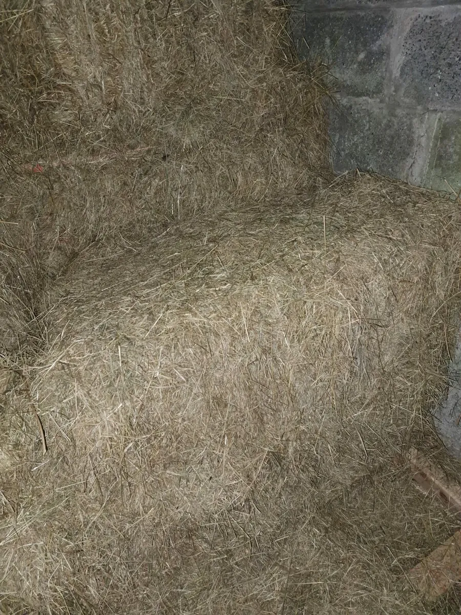 Hay - Image 2