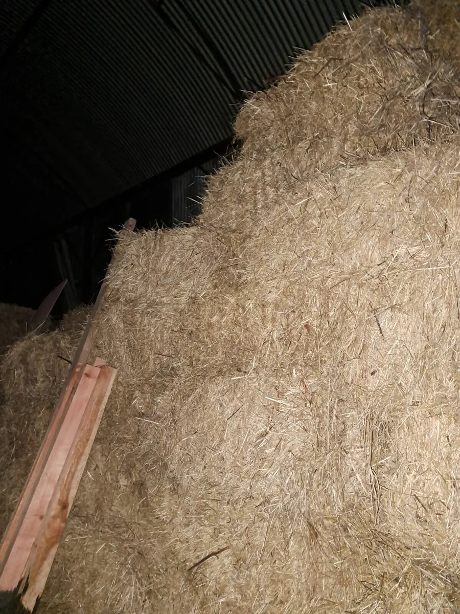 Hay - Image 3