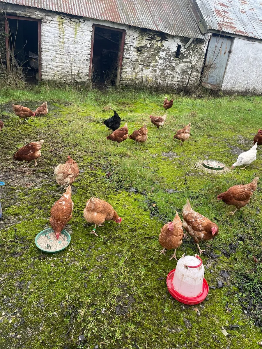 Laying hens - Image 1
