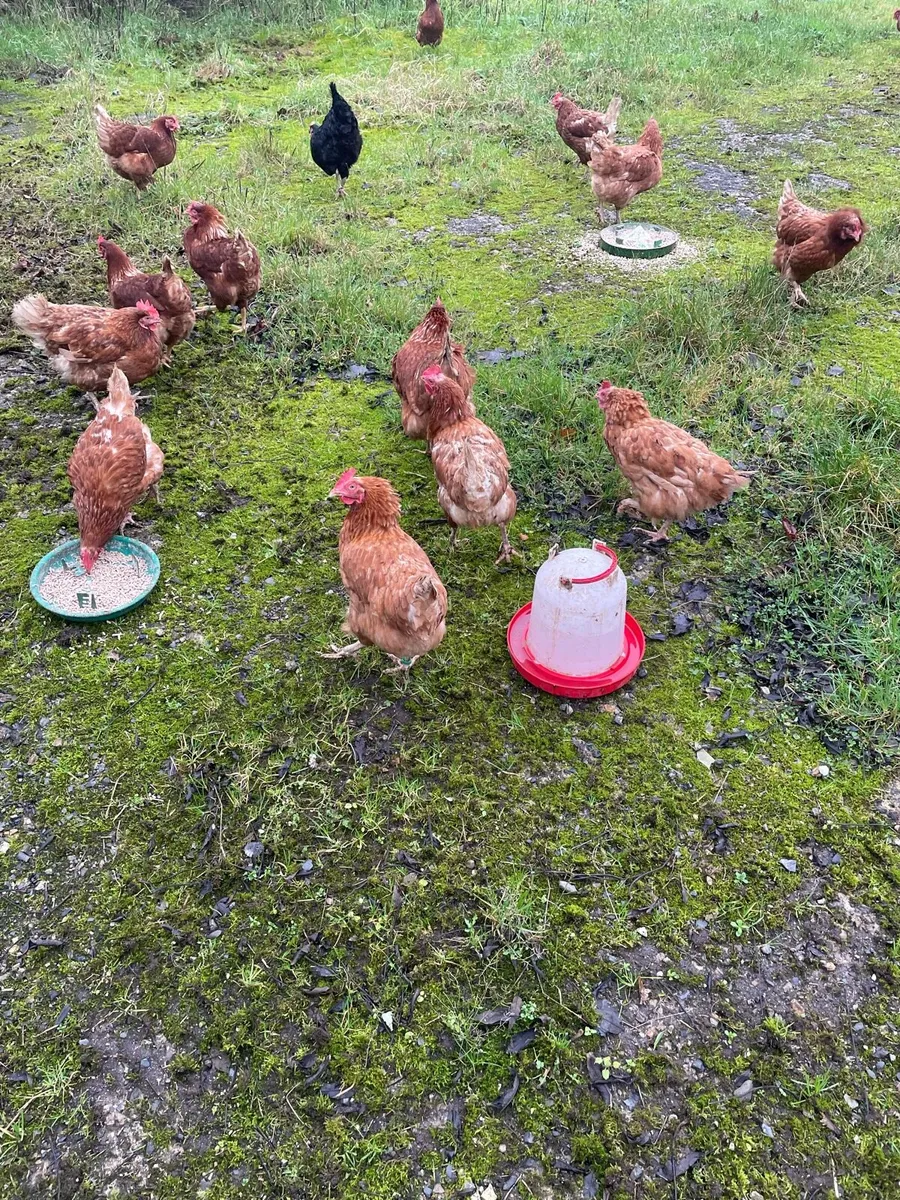Laying hens - Image 2