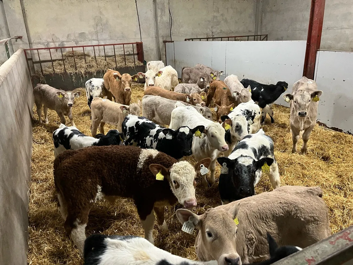 2026 Calf Season @ Parkmore Calf Farm - Image 3