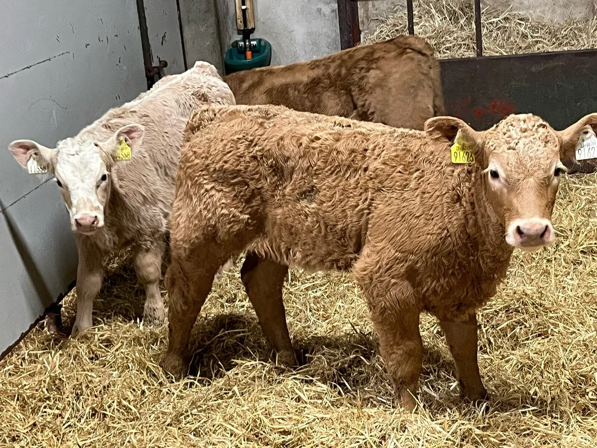 2026 Calf Season @ Parkmore Calf Farm - Image 1