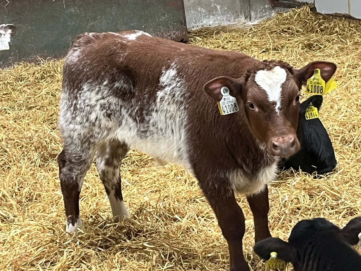 2026 Calf Season @ Parkmore Calf Farm - Image 4