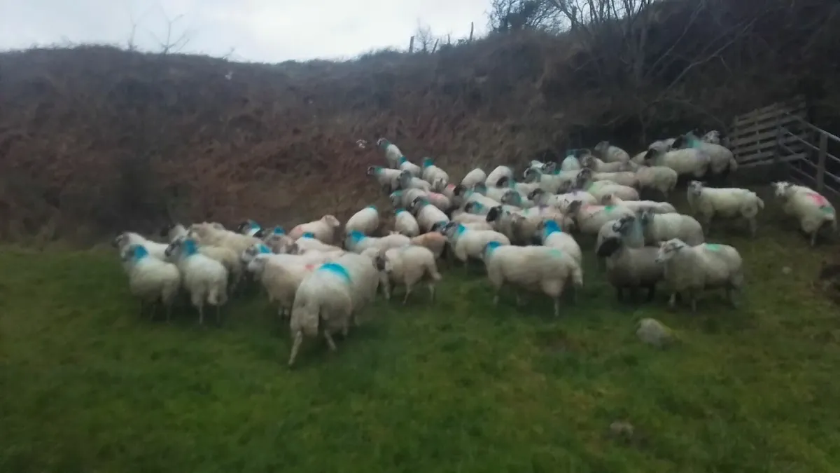 70 ewes for sale - Image 1