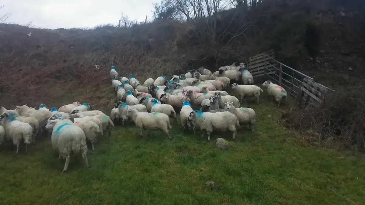 70 ewes for sale - Image 2