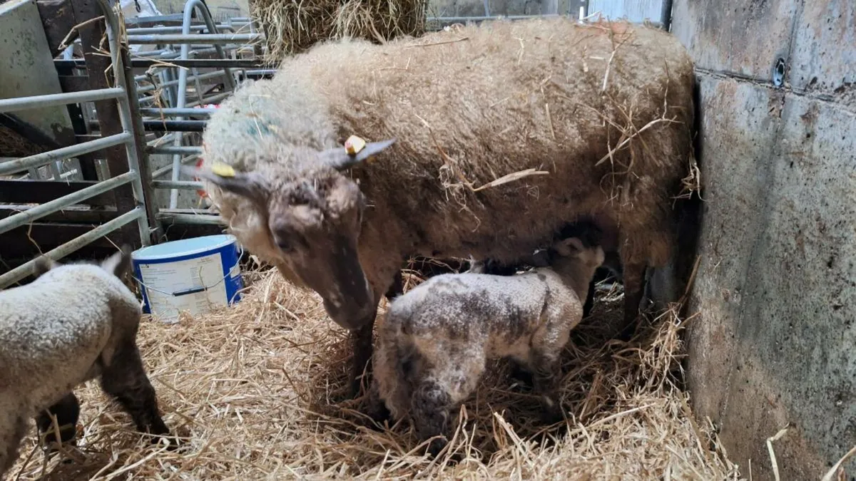 Foster lamb - Image 1