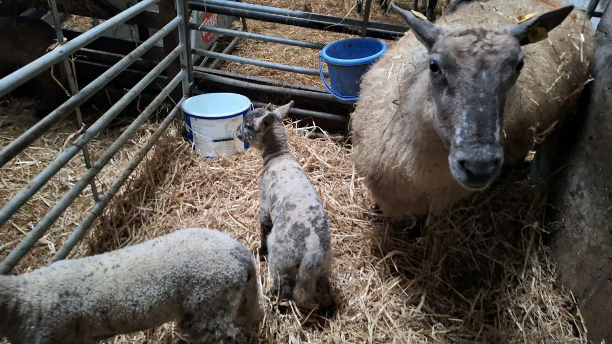 Foster lamb - Image 2