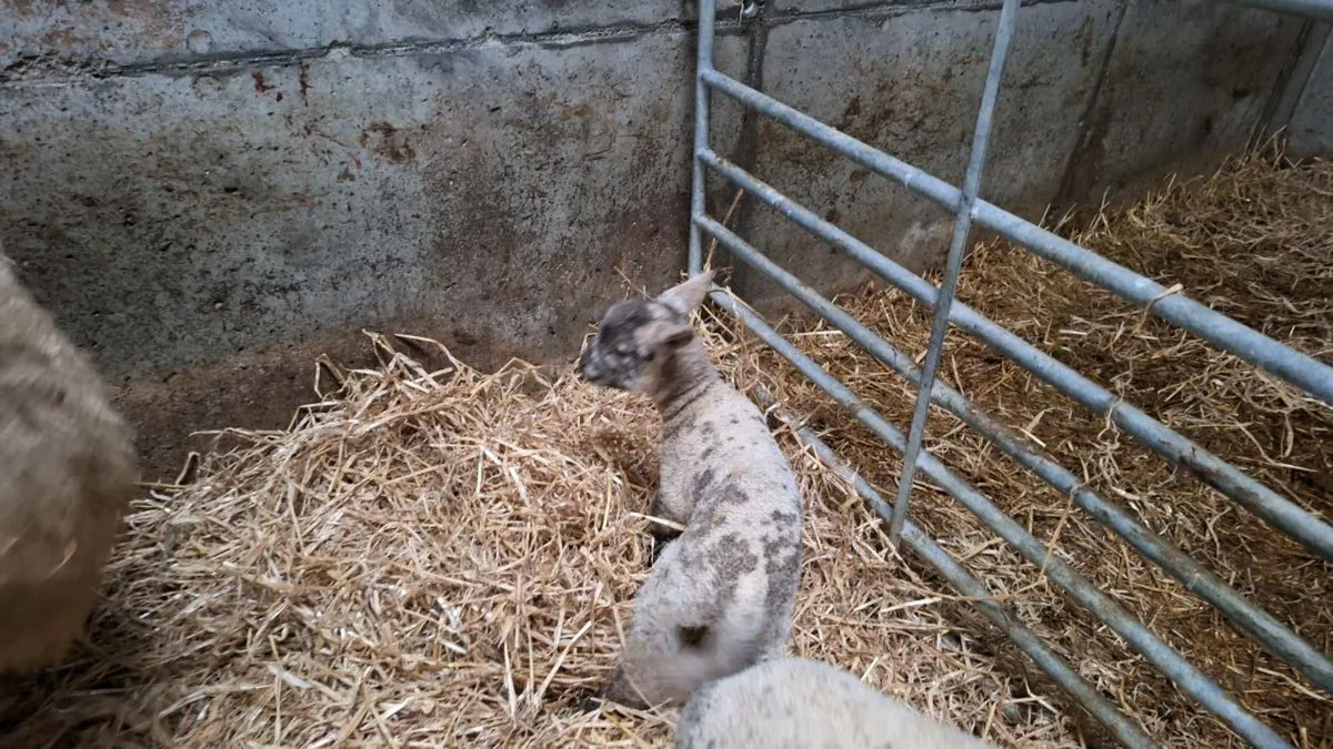 Foster lamb - Image 3