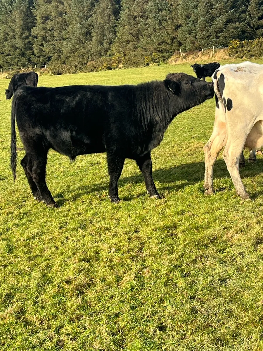 ANGUS BULLS FOR HIRE - Image 1