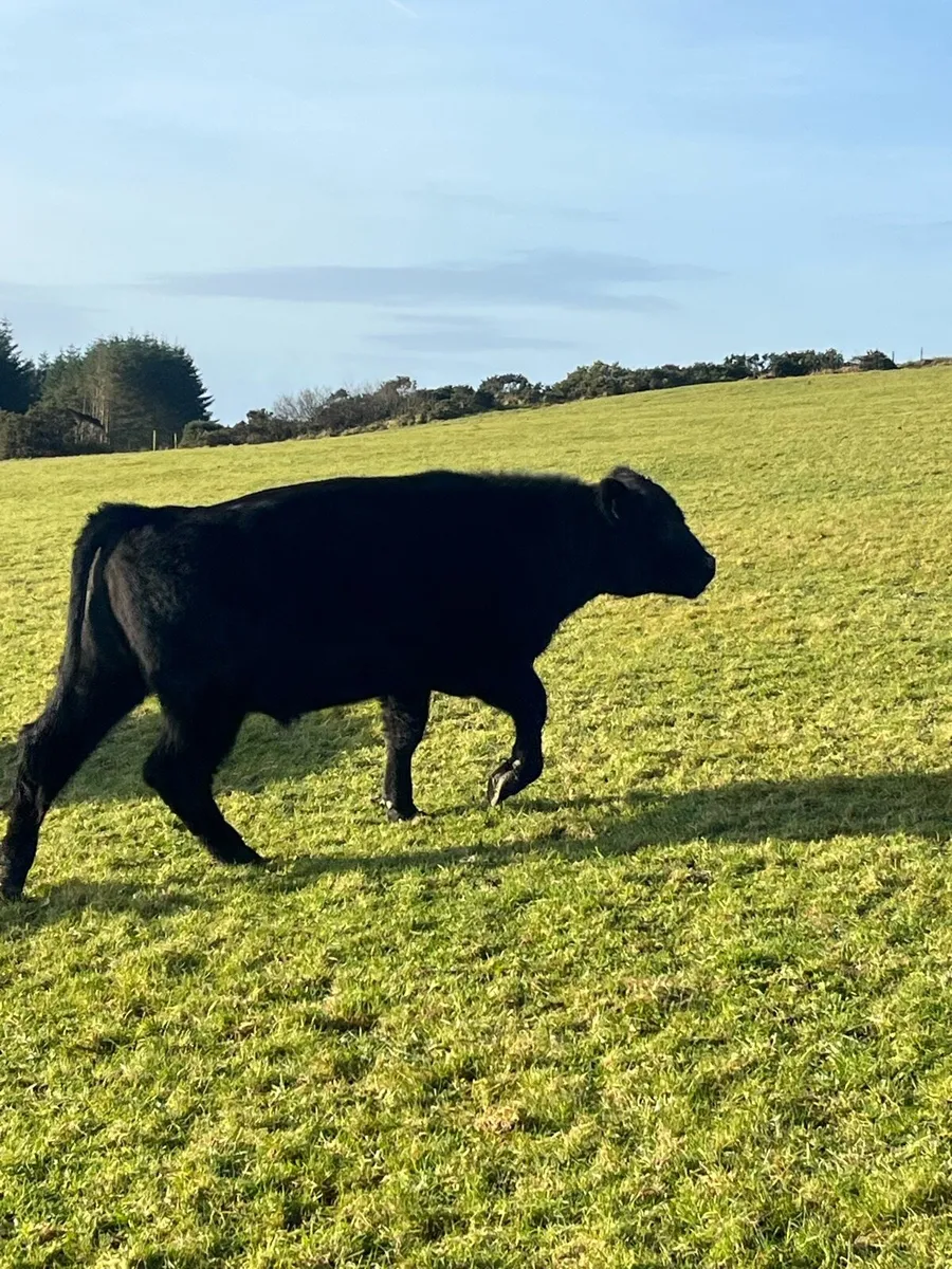 ANGUS BULLS FOR HIRE - Image 2