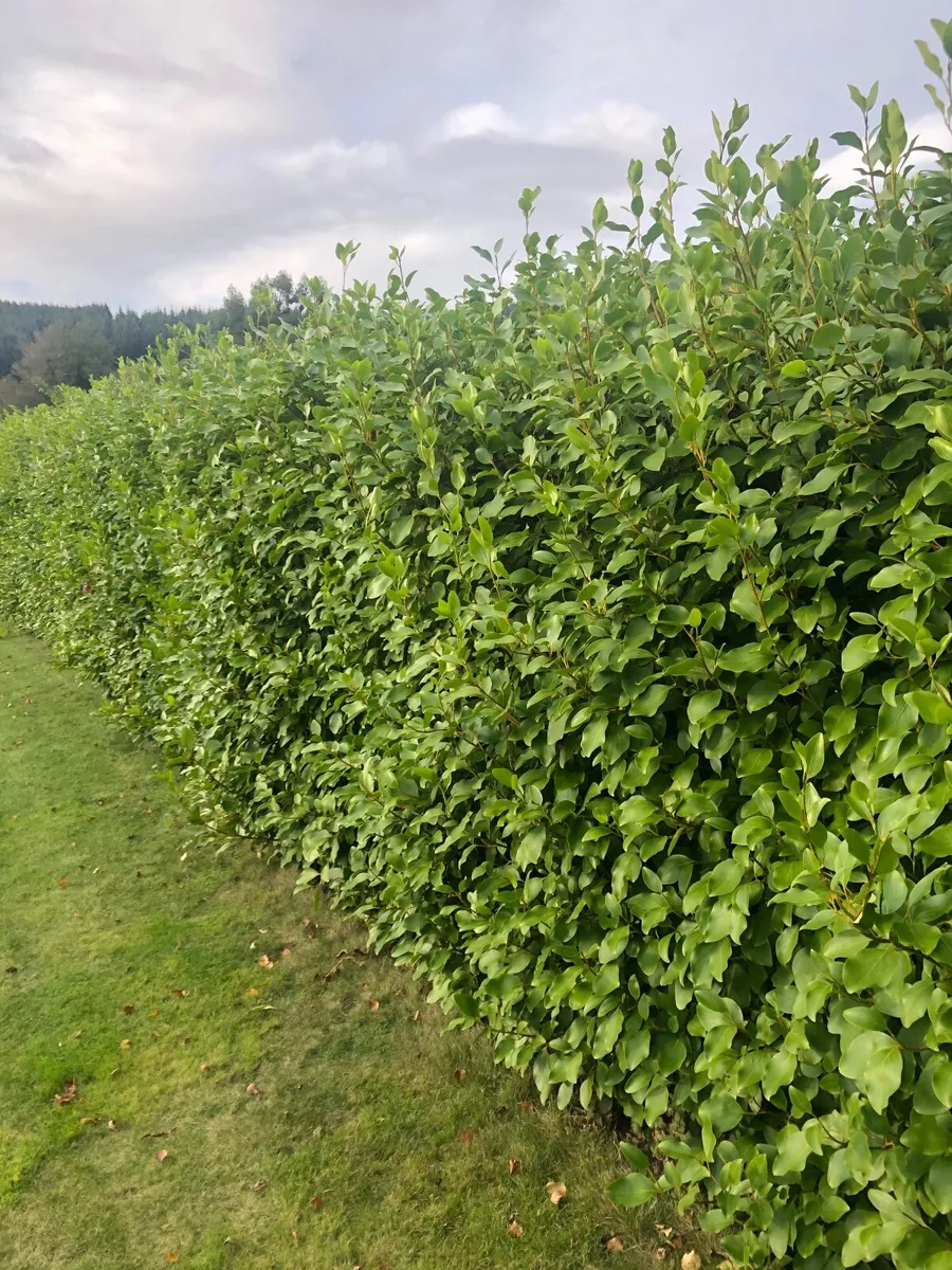 Griselinia (Mature) - Image 1