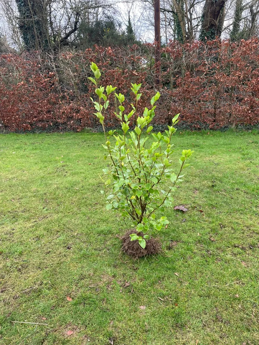 Griselinia (Mature) - Image 3