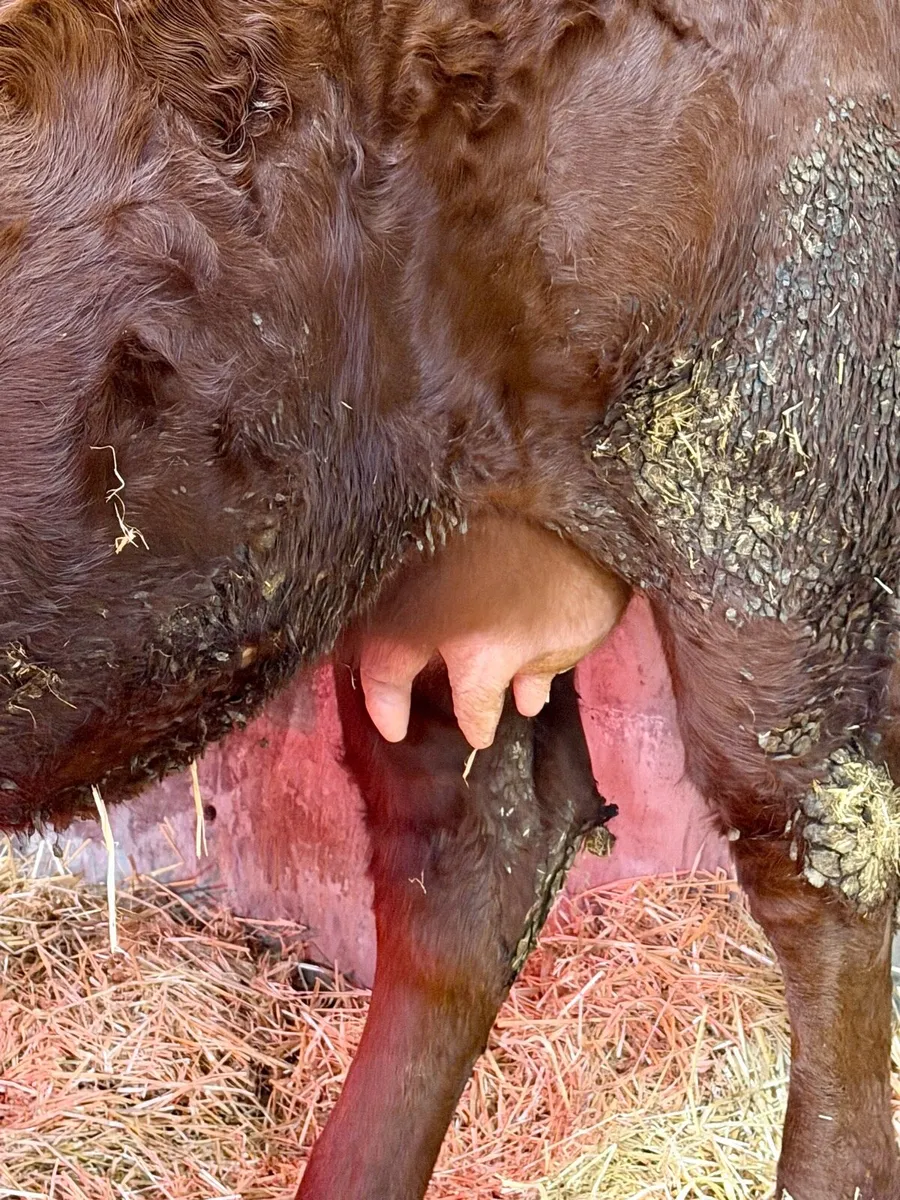 5 ⭐️Foster heifer - Image 2