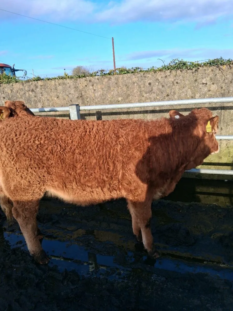 Organic Heifers - Image 2