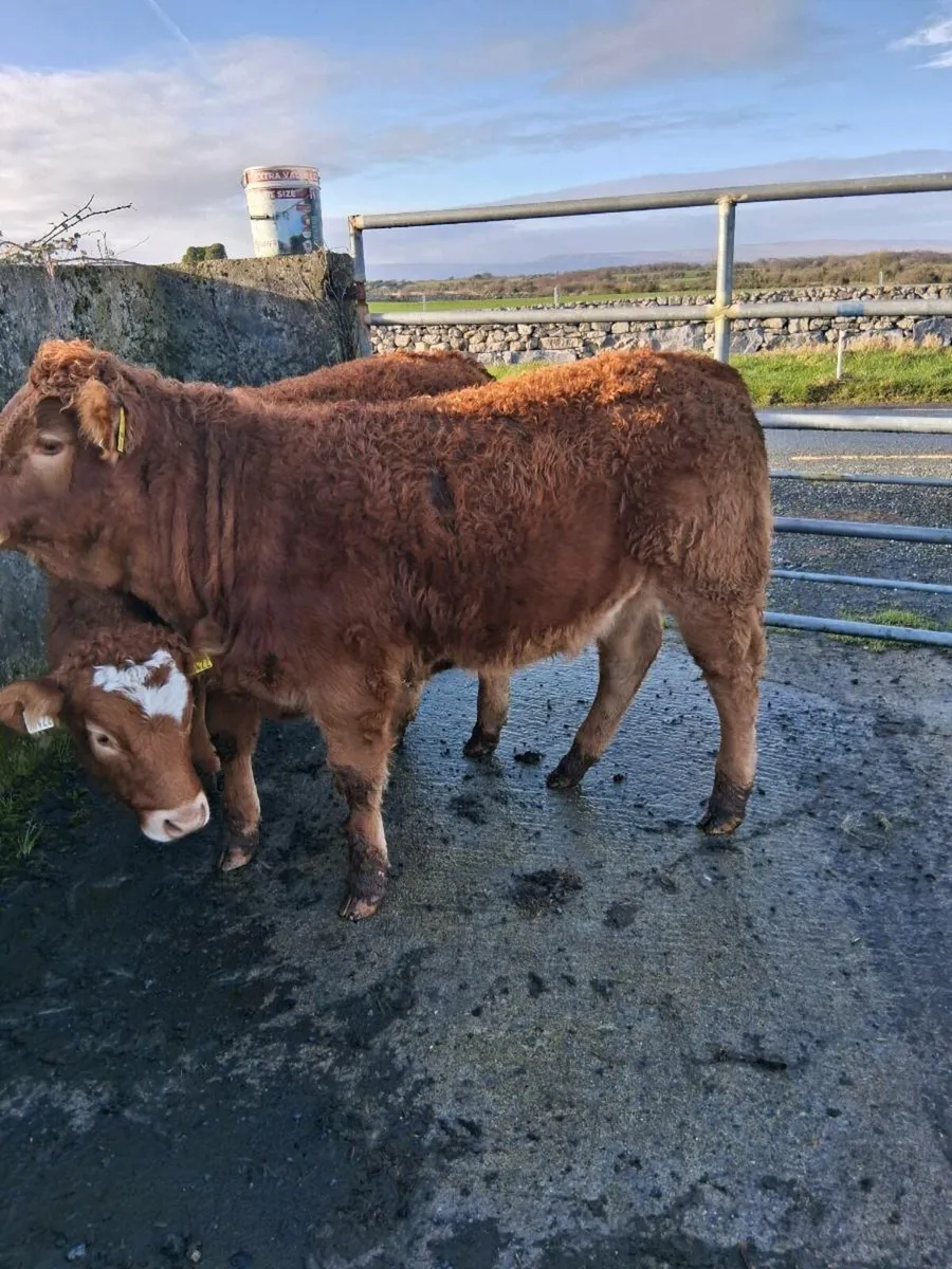 Organic Heifers - Image 3