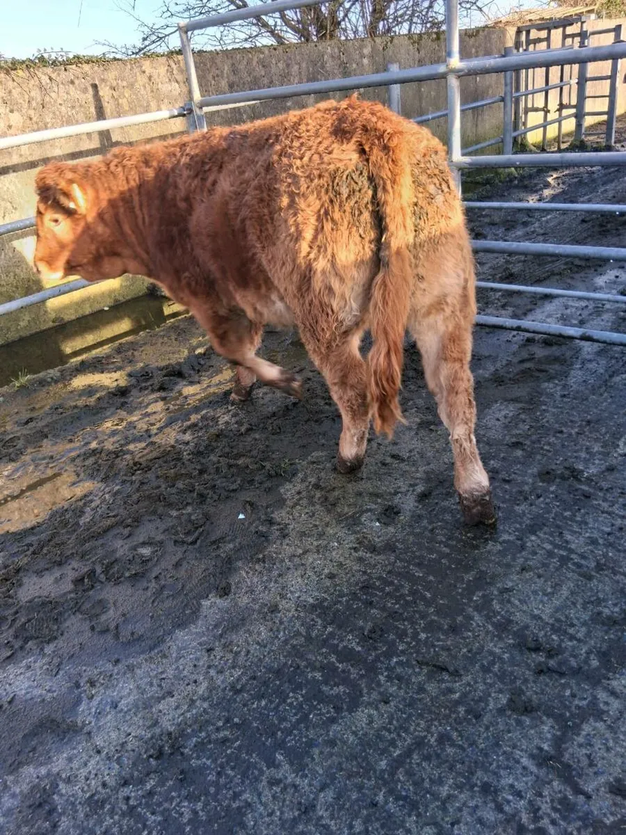 Organic Heifers - Image 4