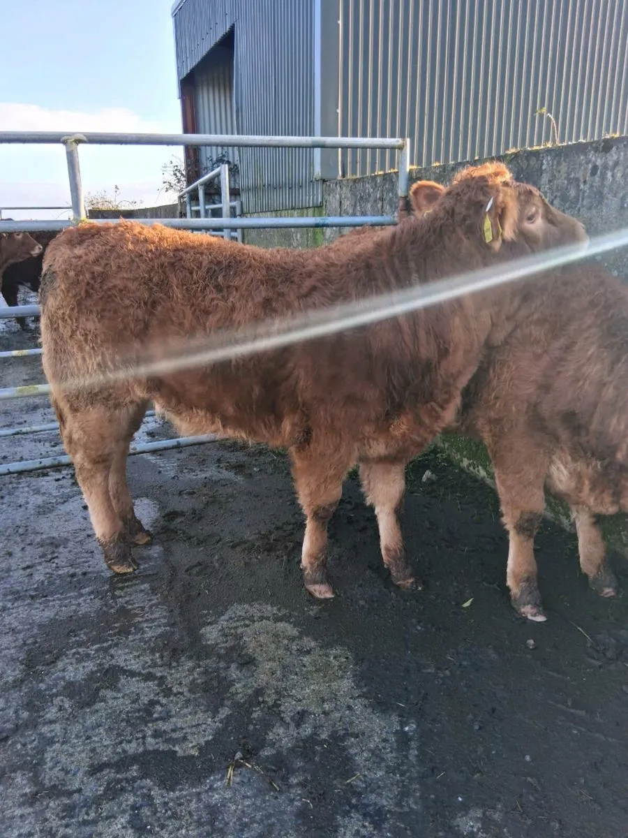 Organic Heifers - Image 1