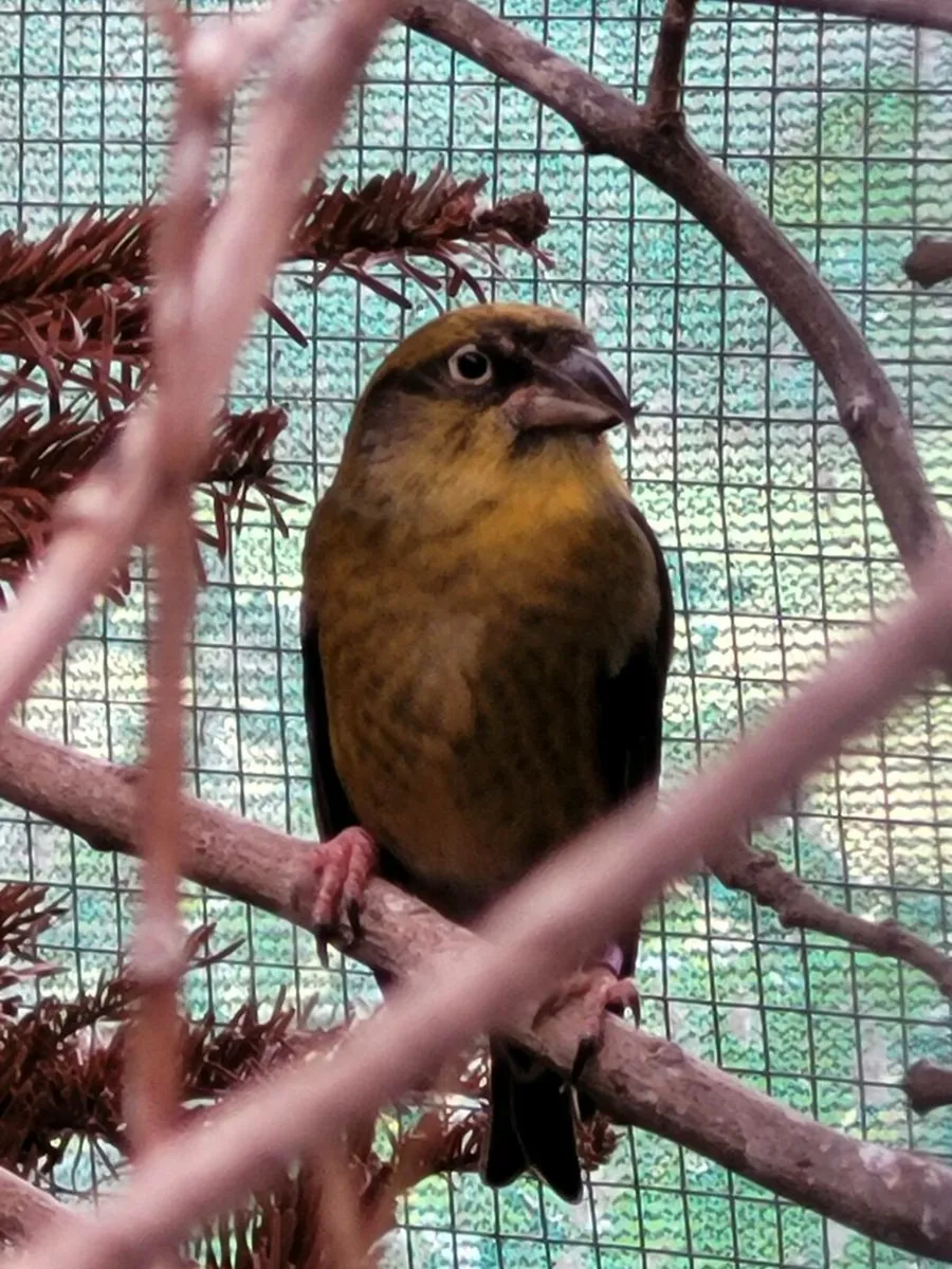 Pair of Crossbills - Image 4
