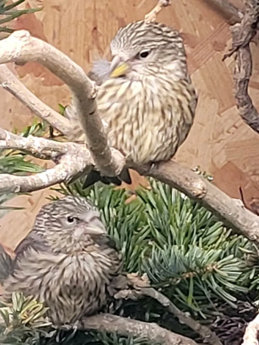 Pair of Crossbills - Image 4