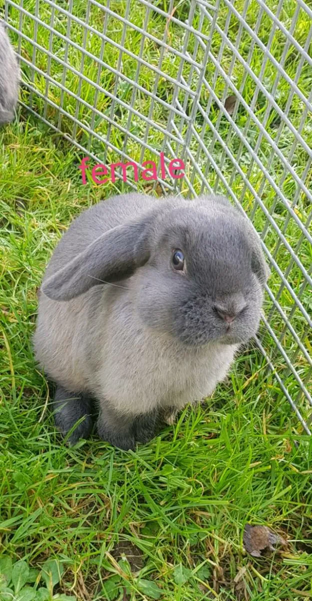⭐Last two!!!⭐Purebred Mini lop Bunnies/rabbits for sale in Co. Clare ...