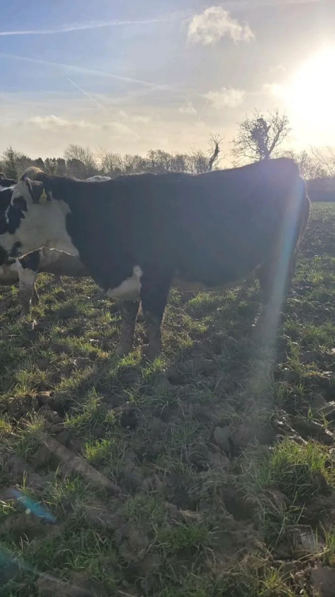 Incalf heifers - Image 1