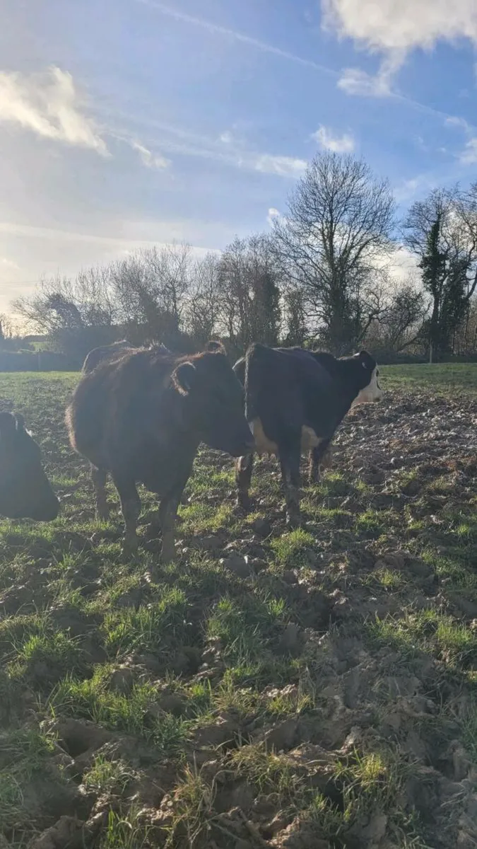 Incalf heifers - Image 3