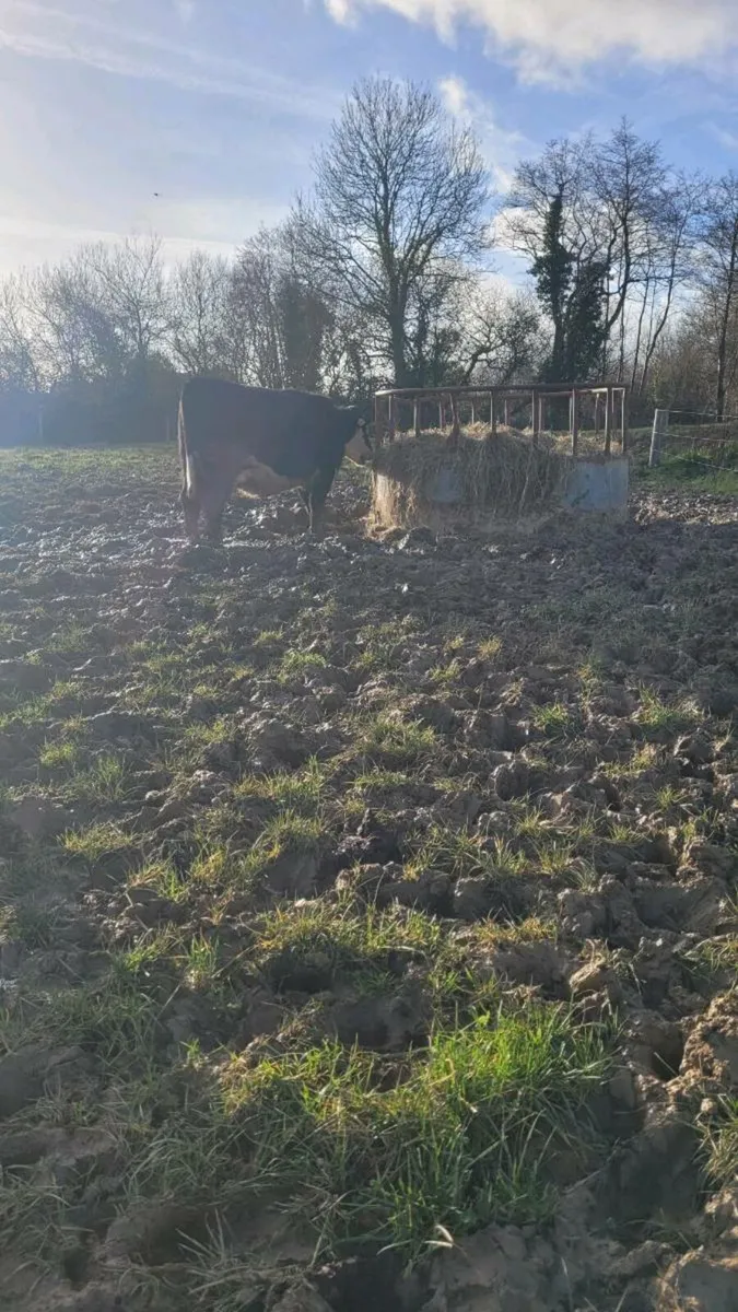 Incalf heifers - Image 4