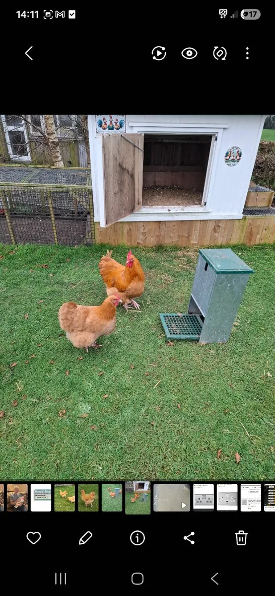 Rooster chicken - Image 1