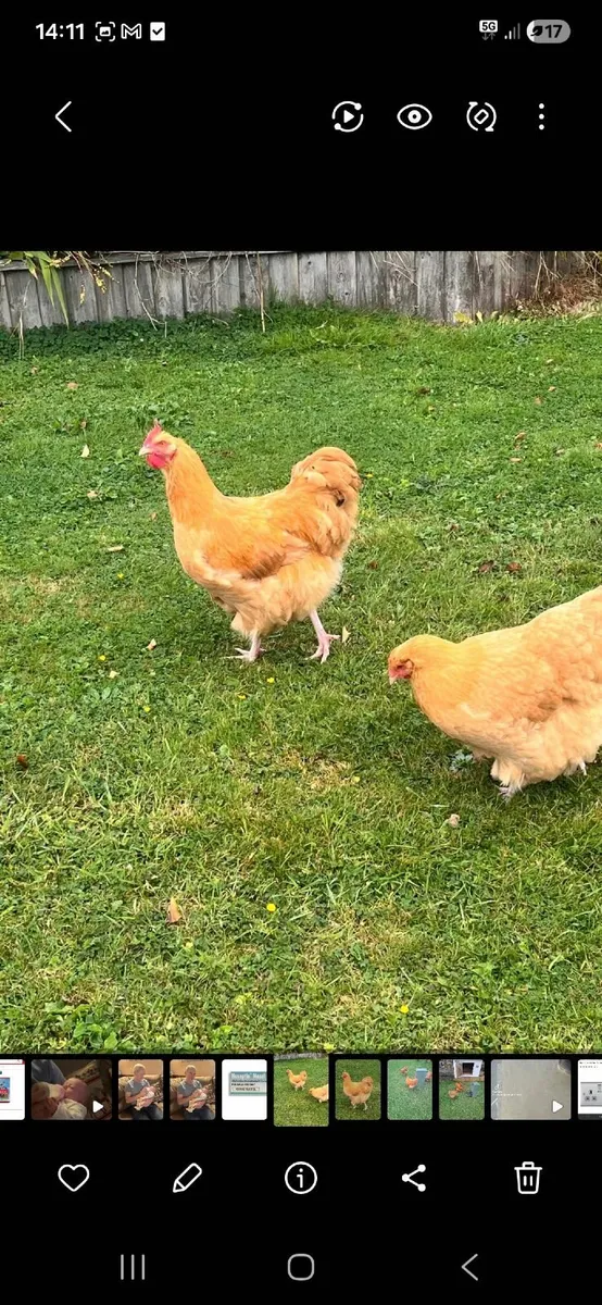 Rooster chicken - Image 3