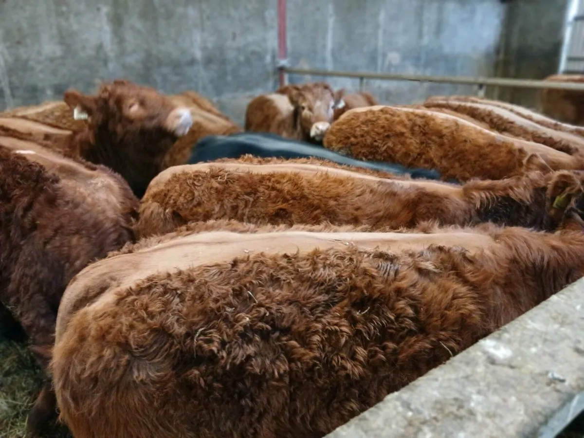 15 smashing U Grade  LMX  Heifer's for sale - Image 2