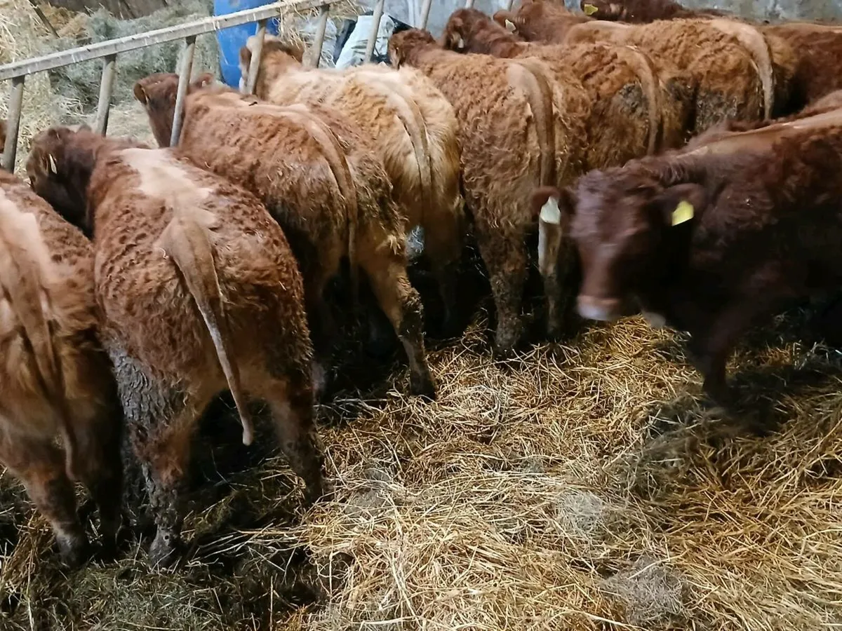 15 smashing U Grade  LMX  Heifer's for sale - Image 4