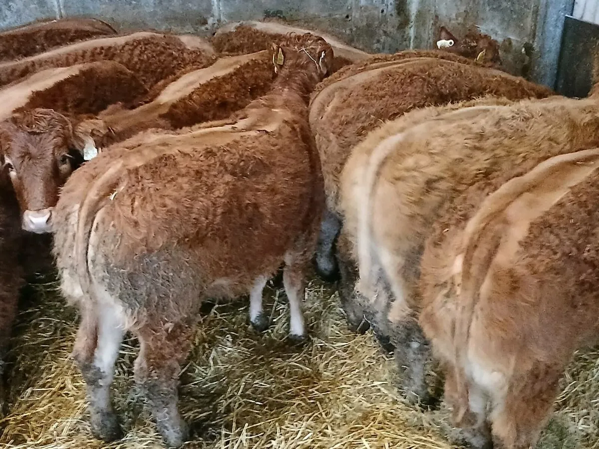 15 smashing U Grade  LMX  Heifer's for sale - Image 1