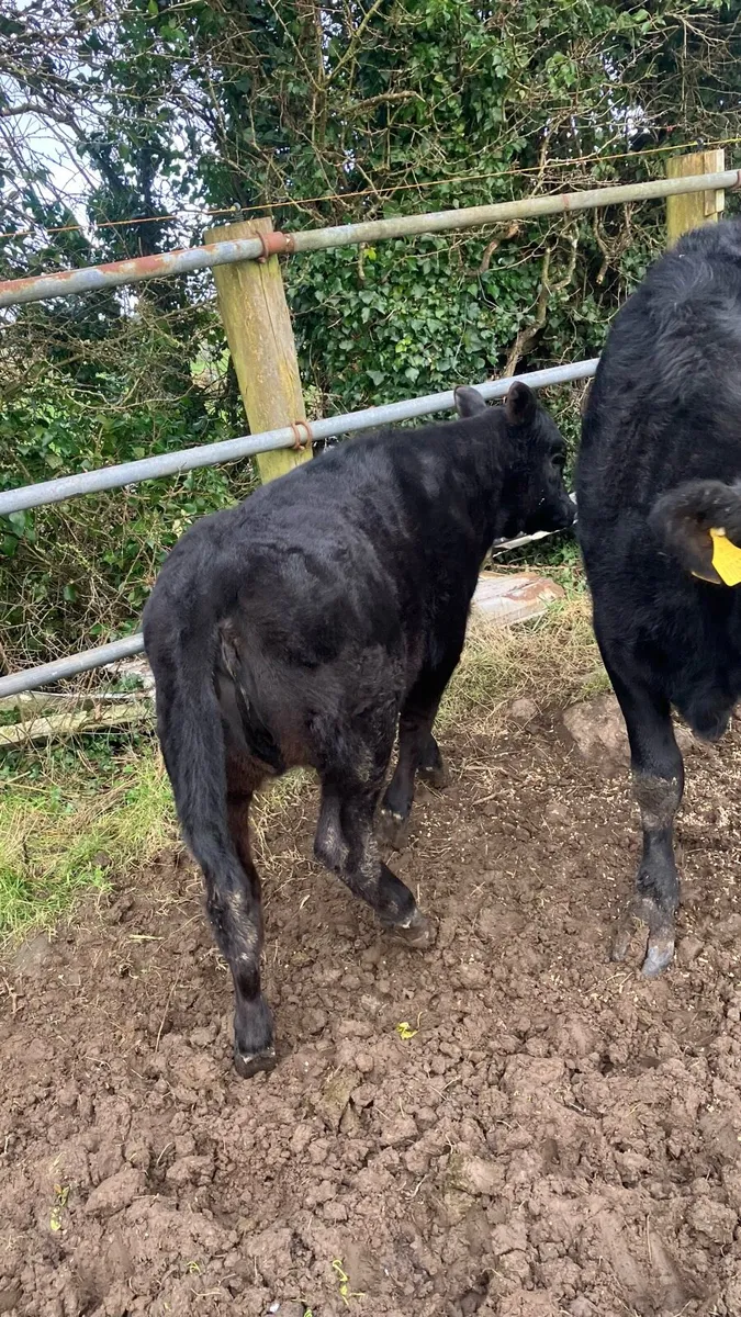 Beef cattle - Image 2