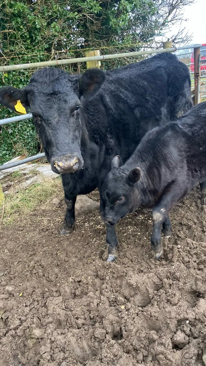 Beef cattle - Image 3