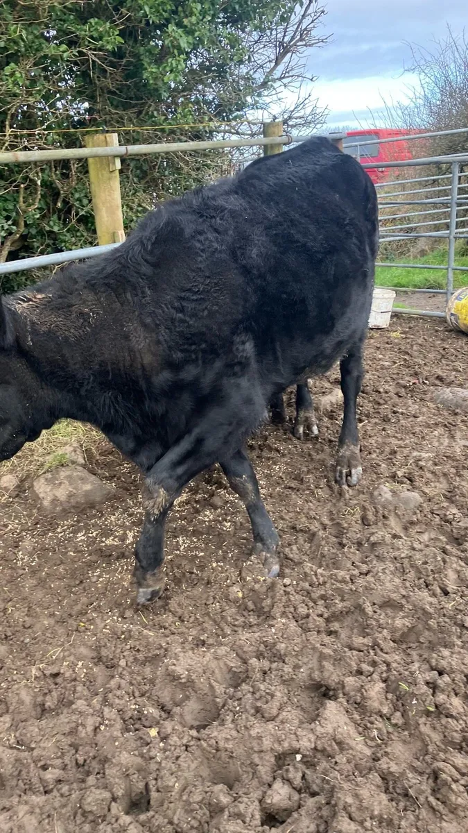 Beef cattle - Image 4