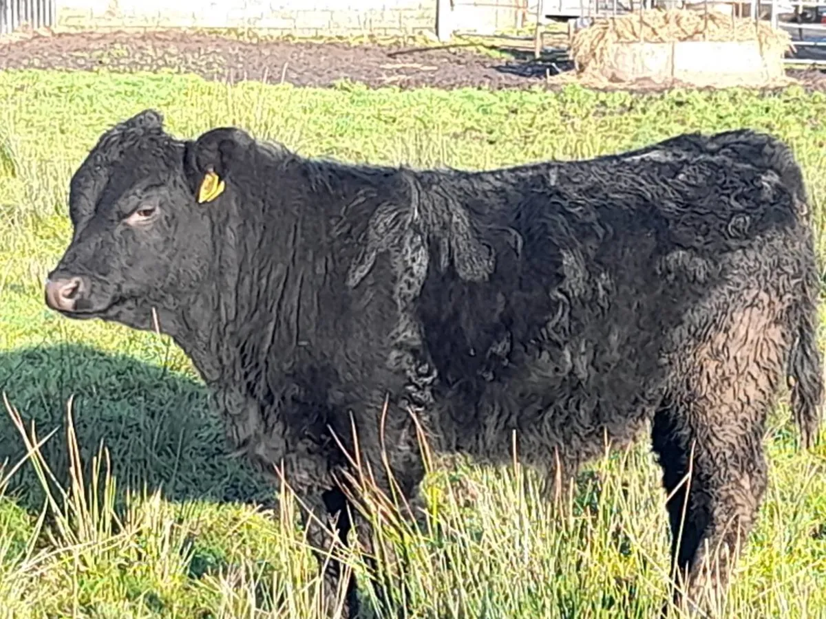 AAX Bull Weanling - Image 1