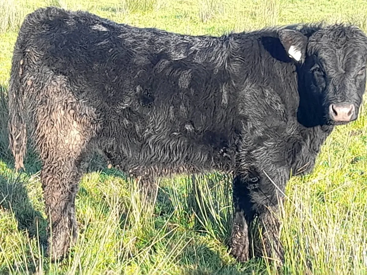AAX Bull Weanling - Image 2