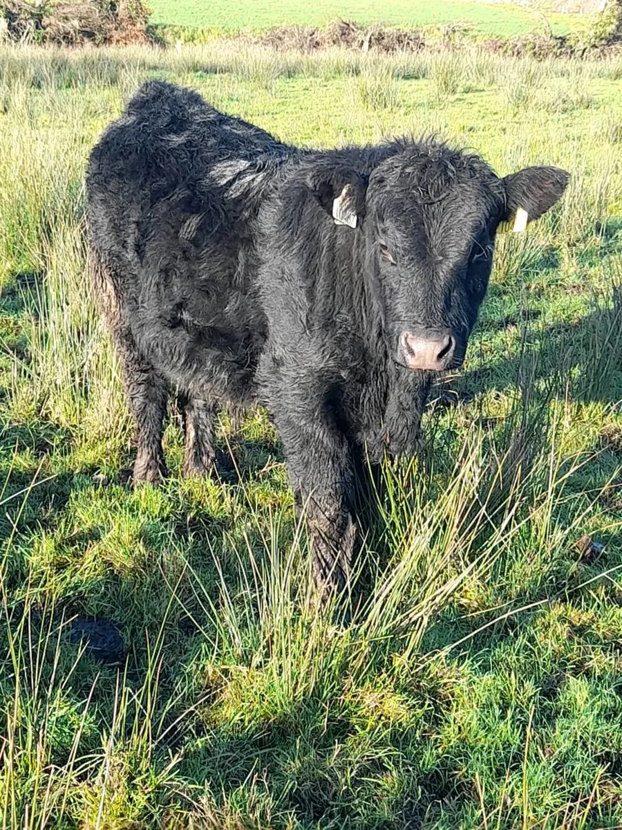 AAX Bull Weanling - Image 3