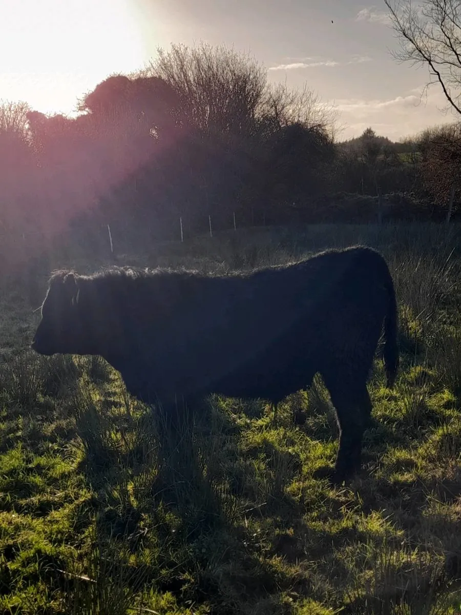 AAX Bull Weanling - Image 4