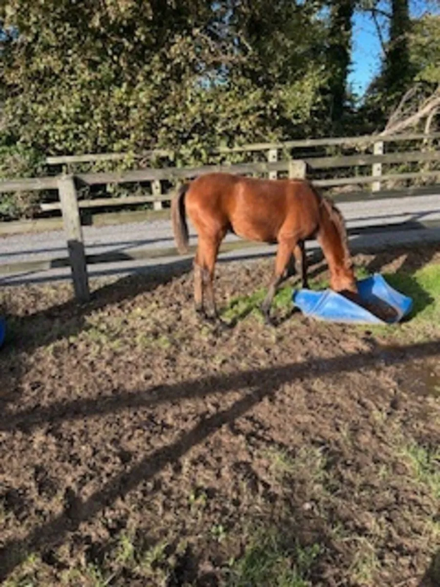 2 Thoroughbred filly foals - Image 2