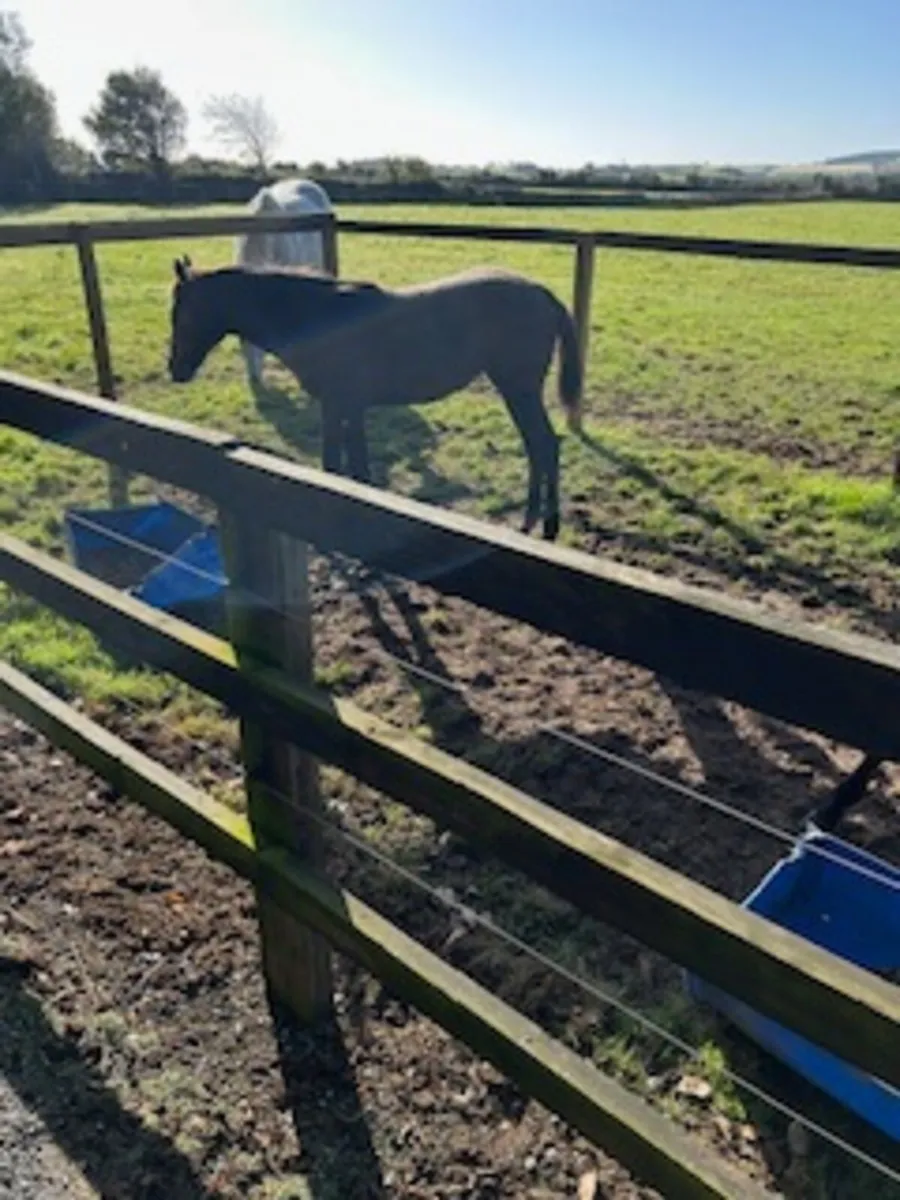 2 Thoroughbred filly foals - Image 3