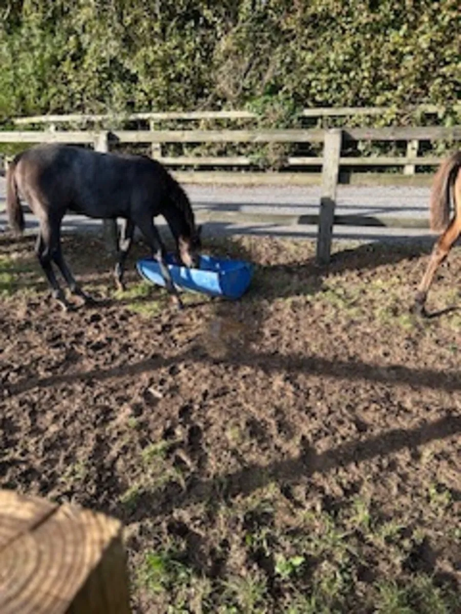 2 Thoroughbred filly foals - Image 4