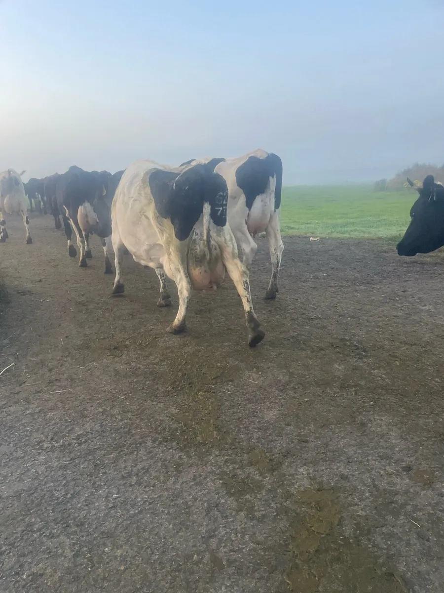 In Calf & Empty Cows For Sale - Image 2