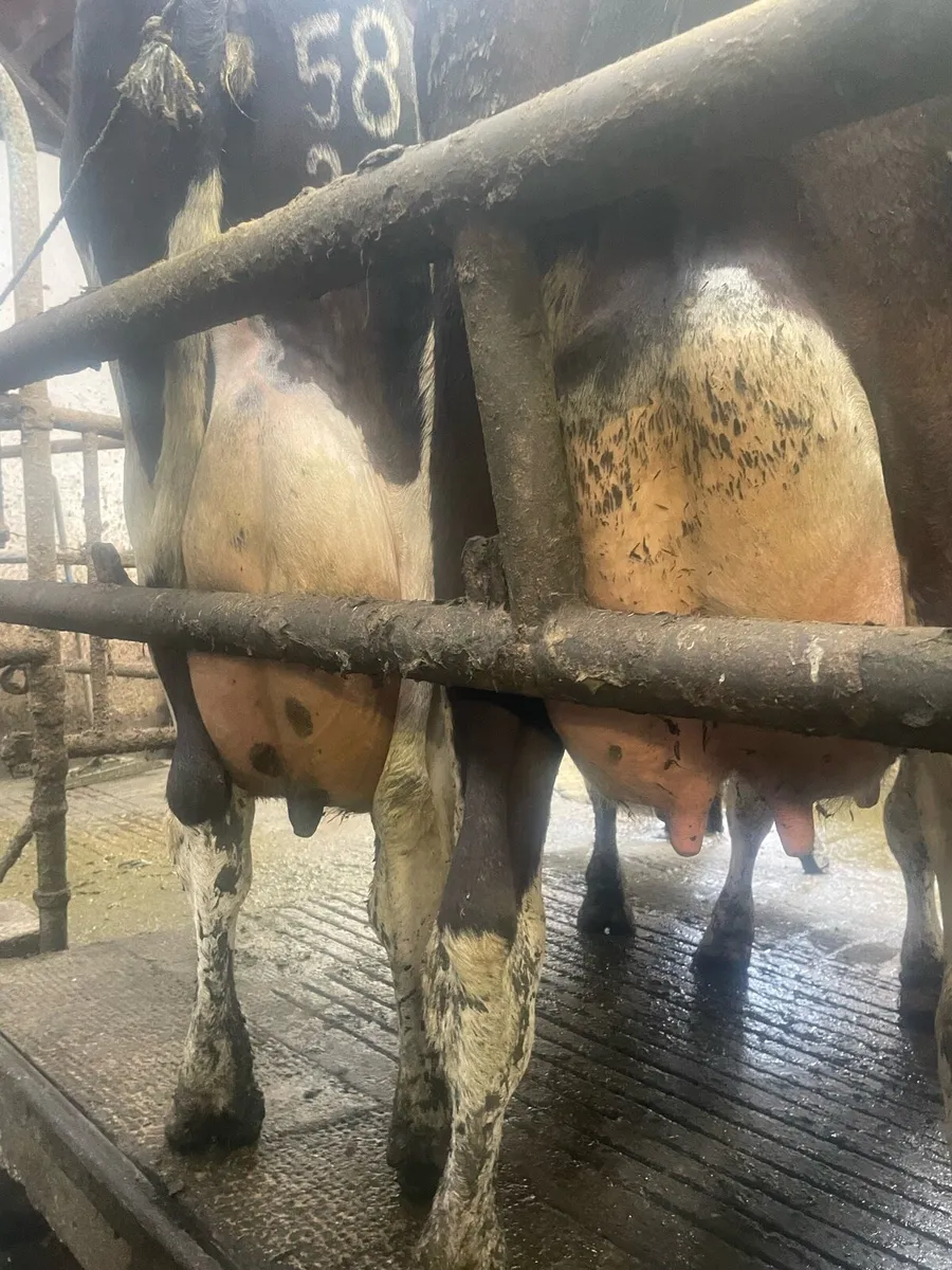 In Calf & Empty Cows For Sale - Image 1