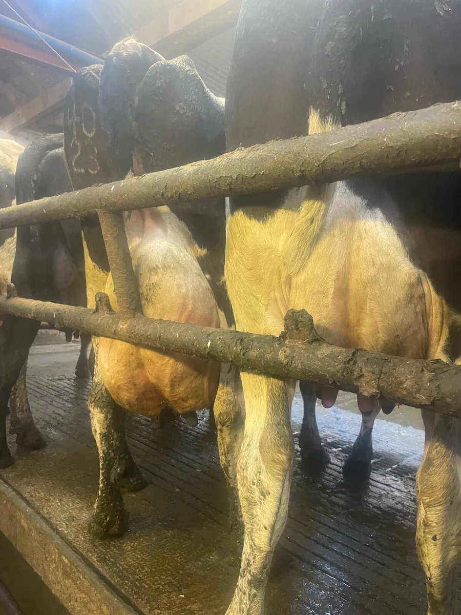 In Calf & Empty Cows For Sale - Image 4