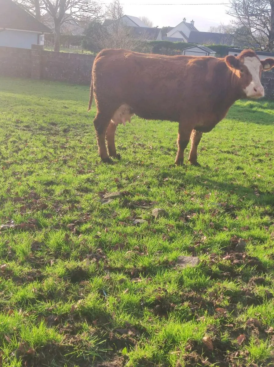 Foster cow /2nd calver - Image 1