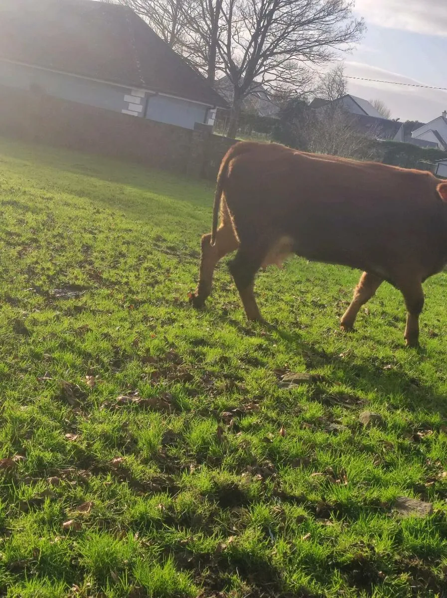 Foster cow /2nd calver - Image 2